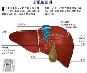 什么是早泄